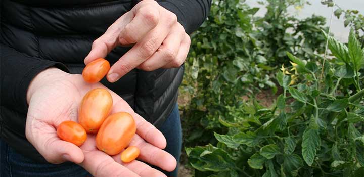 Tomates de la misma calidad con la mitad de agua de riego