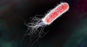 Imagen de la bacteria Escherichia coli (e. coli)