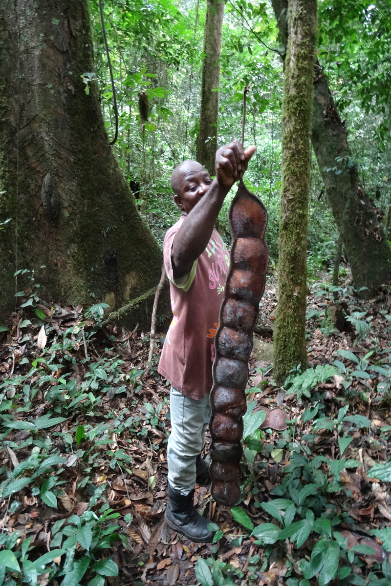 Las semillas del bejuco en el Parque Nacional de Monte Al&eacute;n 
Durante el recorrido de reconocimiento en la selva h&uacute;meda de Monte Al&eacute;n, en el &aacute;rea continental de Guinea Ecuatorial, bajo la vigilancia y cuidado de los gu&iacute;as del Parque Nacional, pudimos identificar algunas de las especies de &aacute;rboles con di&aacute;metros de tronco que sobrepasan los 3 metros, de los cuales cuelgan las lianas o bejucos, algunas de las cuales proporcionan vainas de semillas como las que el gu&iacute;a nos muestra en la imagen. Monte Al&eacute;n es uno de los espacios protegidos m&aacute;s emblem&aacute;ticos de Guinea Ecuatorial y de la cuenca del Congo, ya que en &eacute;l tienen su h&aacute;bitat los gorilas de llanura del pa&iacute;s. En este espacio natural se captur&oacute; &ldquo;copito de nieve&rdquo;, que fue entregado al investigador espa&ntilde;ol Jordi Sabater Pi (1922-2009). Este gorila albino se llev&oacute; en 1966 a la Pen&iacute;nsula y fue el reclamo para los visitantes del zoo de Barcelona hasta 2003, fecha en la que muri&oacute;.