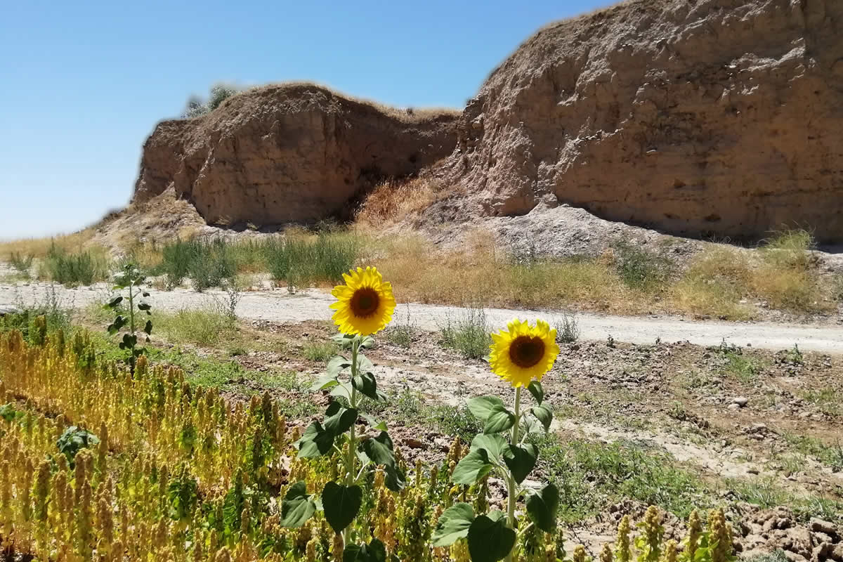  Girasoles extemporáneos
  Las tierras que rodean a Cerro Macareno se  encuentran actualmente en explotación, dedicándose una parte a cultivos de  secano y otras a regadío. La siembra varía anualmente, por lo que el paisaje  que rodea al yacimiento es cambiante no sólo entre una estación y otra, sino  también entre un año y otro. En el año 2018 las parcelas situadas al este se  plantaron de girasol, cuyo crecimiento y floración tuvo lugar durante la  campaña de excavación. Al año siguiente, una vez roturadas, estas tierras se  destinaron al cultivo de quinoa, aunque algunas semillas dispersas de girasol  volvieron a germinar, abriéndose paso de forma inesperada entre el plantío.
