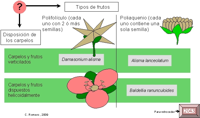 figura 2045