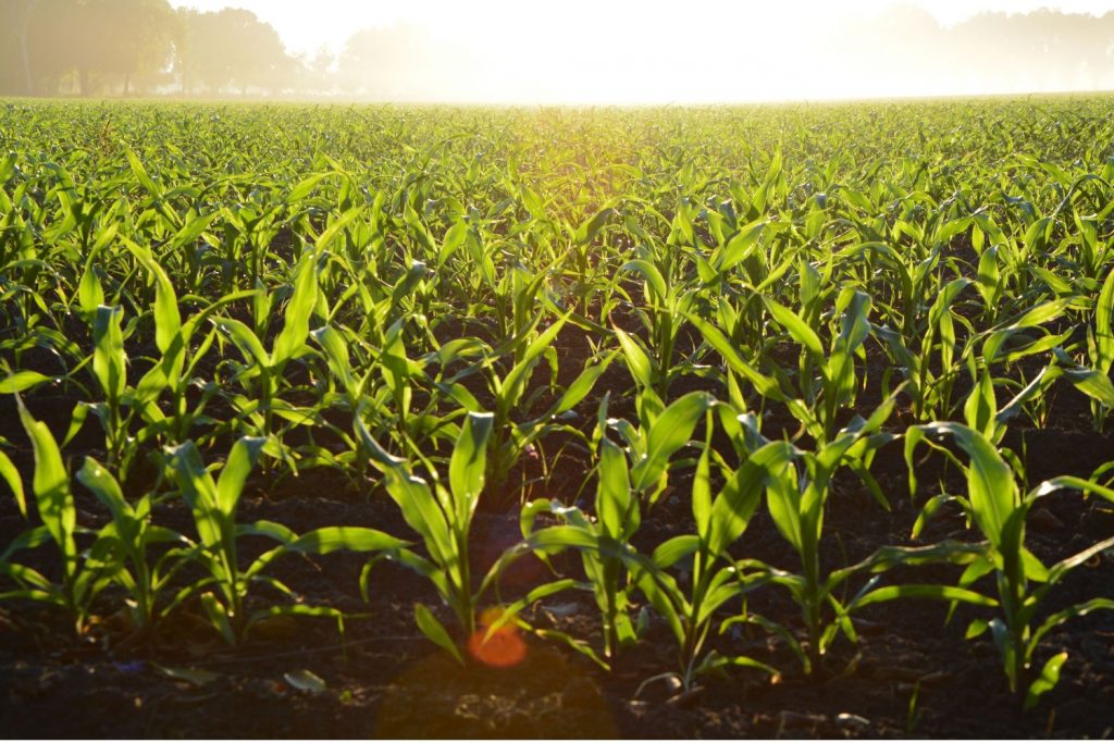 Field in the sun