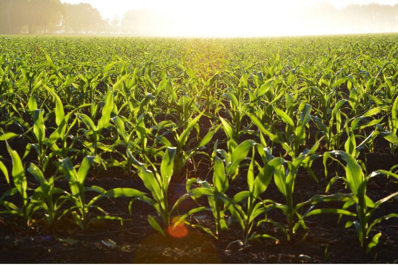 Field in the sun
