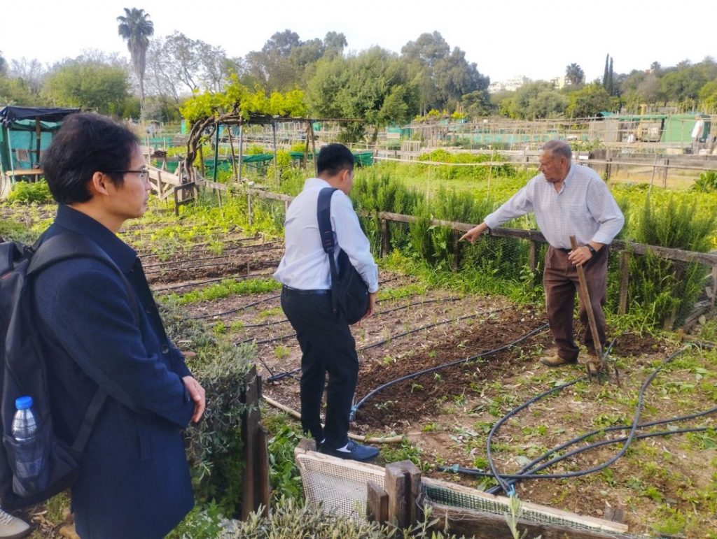 Harvest in the urban gardens of Miraflores, Seville