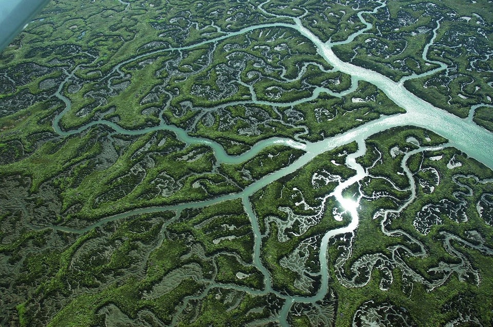 Guadalquivir marshes