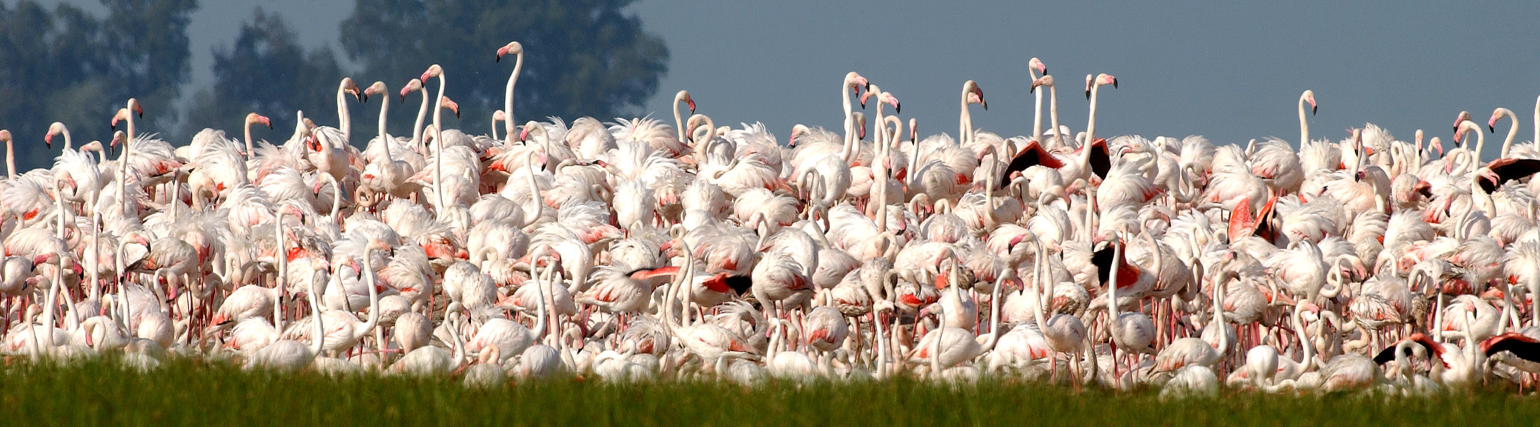 Flamencos en Doñana